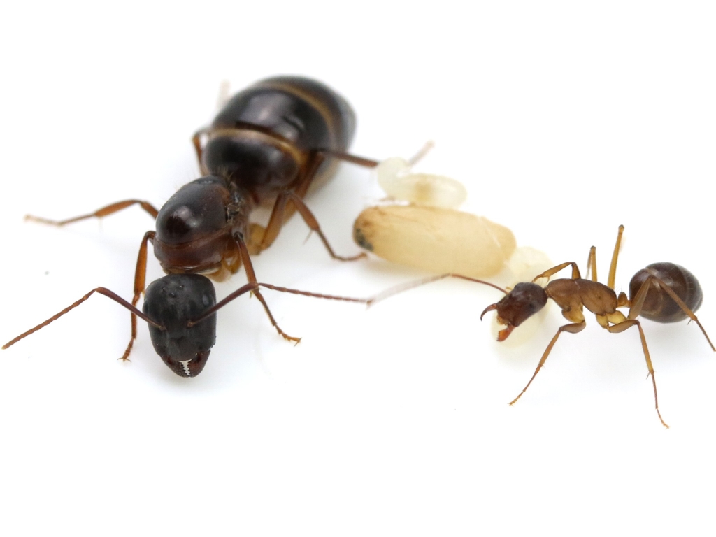 Camponotus pilicornis